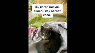 видели как бегает сова