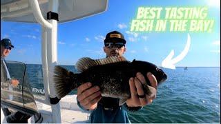 Early Summer Tautog Slam in Chesapeake Bay (Best Fish To Eat In The Bay?)