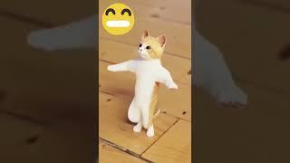 قط يرقص بطريقة مضحكة ️‍/dancing cat #دربوكة #رقص_شرقي