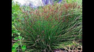 Chondropetalum tectorum 'El Campo'   Small Cape Rush