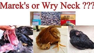 Wry Neck in Chickens or Marek's Disease ? | Poultry Health Care with Dr. ARSHAD