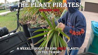 Finding FREE Tropical Plants in the Trash! The Plant Pirates Episode #85