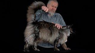 Mr. ViVo: The Maine Coon Superstar | Behind the Scenes of His video  Shoot
