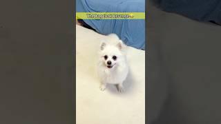 The Dog took Revenge।#new #trending #shorts #short #dog #prank