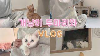 [VLOG] 개냥이 두마리 브이로그｜매일 돌보는 길냥이 가족 첫 입양 보내기