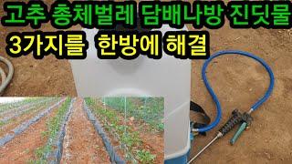 고추 진딧물 총체벌레 담배나방 한방에 해결 약은 ~