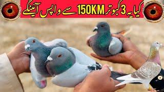 Racing Pigeons Training | Pigeon Racing in Pakistan