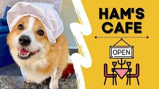 Corgi Opens Restaurant Business and Becomes A Celebrity Chef! | Hammy and Olivia