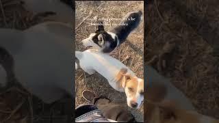 Let's Be Friends  | Cute Dog Status | Dog Training | Little Paws Training Academy  #shorts #cute