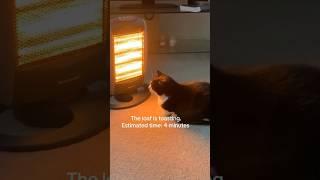 Funny animal videos I found on Instagram and Tiktok #shorts #funnyanimals #cat #funnypets #funny