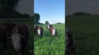 Буду вашим королём #герефорд #бык #производитель #работа #телка  #ферма #хозяйство #кфх #король