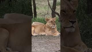 Animals of the Serengeti 