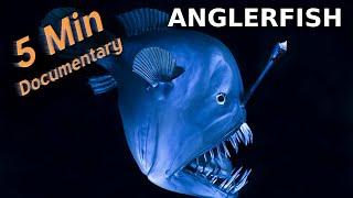 Anglerfish - 5 Minute Documentary