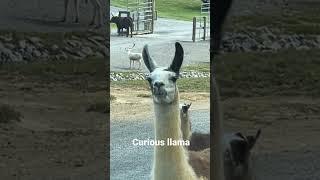 Curious llama