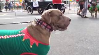 Gaslamp Holiday Pet Parade 2017