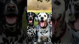 The Dalmatian Squad, Cute Dalmatians, Fun Moments, and Big Laughs!  #shorts #funny