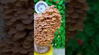 Mushrooms have a fast growth rate, doubling in size in 24 hours. That's growing 4% an hour