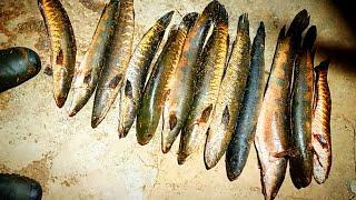 Snakehead Fishing Rewards The Beauty Of Landed Fishes