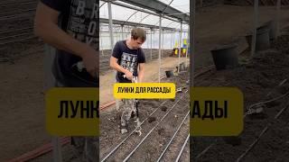 Лунки для рассады #марьянская #помидоры #теплица #высадка #маргари #лунки