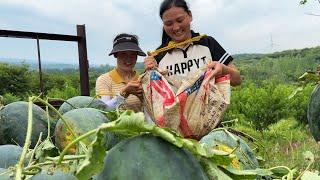 闺蜜家西瓜熟了，喊我去摘西瓜，拉一车回家做西瓜酱，吃起来真香