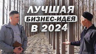 Этот БИЗНЕС на дереве Павловния приносит 70% годовых пассивного дохода. Отзыв владельца плантации