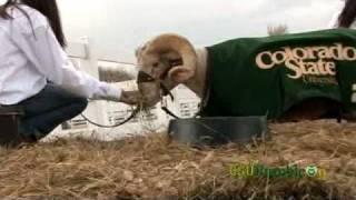 Ramble On: Hanging with CAM the Ram at Colorado State University