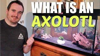 WHAT IS AN AXOLOTL?