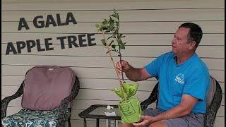 Planting a GALA apple tree. Self pollinating so I only need one.