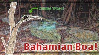 Bahamian Boa Constrictor, native species to the islands of the Bahamas!