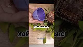 рискнула и не пожалела #хойя #пересадка #комнатныерастения #цветы #сад #plants