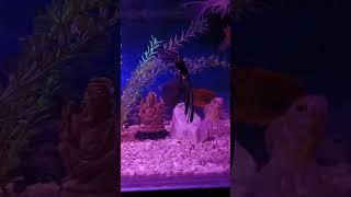 Keeping an aquarium may be good therapy for you #asmr #fishytails #satisfying #angelfish