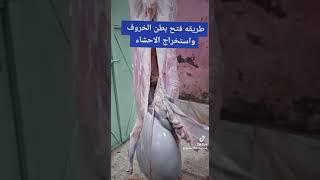 طريقه استخراج احشاء الخروف @NakhnookhAlaordon