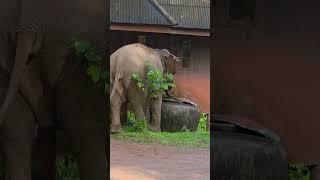 ดื่ม #elephant