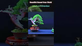 sautuoi50review Beautiful Bonsai from World 22