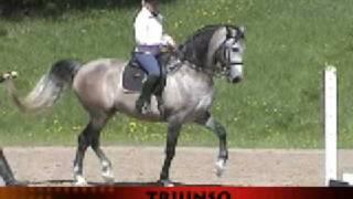 Lusitano's from Gala Sporthorse