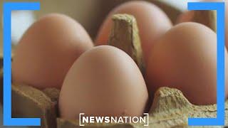 Company profits rising as egg prices increase: Report | Morning in America