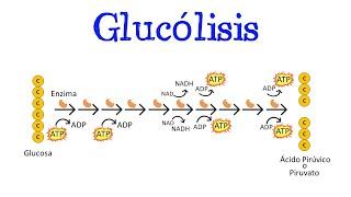  Glucólisis  Para principiantes / Generalidades [Fácil y Rápido] | BIOLOGÍA | QUÍMICA |