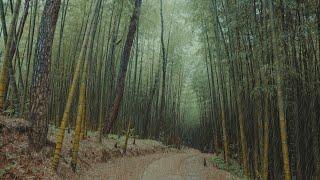 Gentle Sound of Rain in the Bamboo Forest for Rest and Deep Sleep.