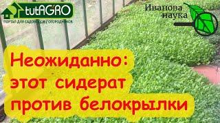 СИДЕРАТ ПРОТИВ БЕЛОКРЫЛКИ! Что посеять против белокрылки? Избавьтесь от нее грамотно и надолго.