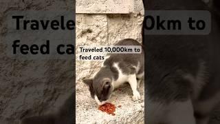 My Dream Holiday (feat. cats)