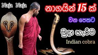 නාගයින් 15 ක් මුදා හැරීම.අභය දානය.Bothalegama Hamuduruwo.බෝතලේගම හාමුදුරැවෝ