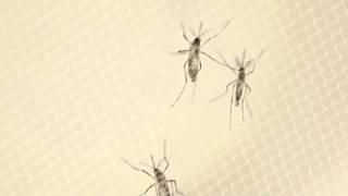 Tre të vdekur nga pickimi i mushkonjave në Greqi, përhapet virusi i Nilit, autoritetet japin alarmin