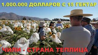 Кукуруза и подсолнечник зимой! Сельское хозяйство Чили. Фермеры Чили. Селекция, семена и черешня