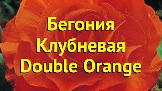 Бегония клубневая Дабл Орендж. Краткий обзор, описание характеристик begonia Double Orange