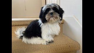 Our Wonderful Black & White color Shih Tzu Puppy