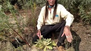 Richard Lonewolf on Ethnobotanical Uses of Mullein