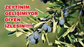 Zeytin Ağaçlarımız Neden Gelişmiyor?  Zeytin Bakımı Nasıl Yapılır?