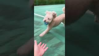 사랑해 꾸러기 #강아지 #강아지브이로그 #토이푸들 #poodle #반려견 #산책 #공놀이 #꾸러기