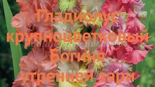 Гладиолус крупноцветковый Богиня утренней зари  обзор: как сажать, луковицы гладиолуса