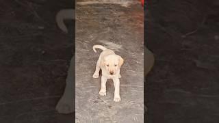 #dog #doglover #dog #doglover #music  #cute #video #breed #puppy #breed #viralvideo #pets #cutedog